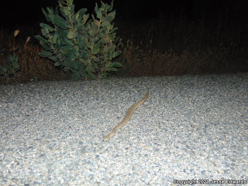 Red Diamond Rattlesnake (Crotalus ruber)