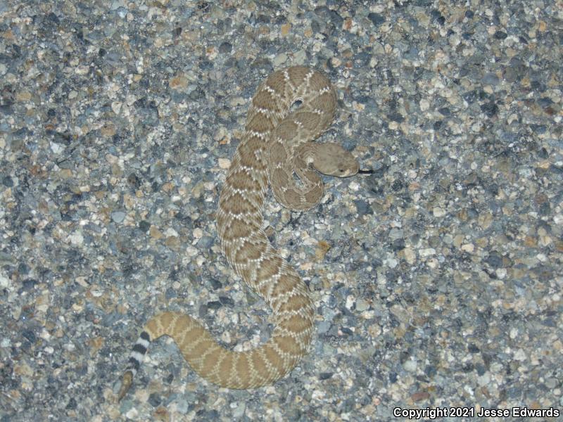 Red Diamond Rattlesnake (Crotalus ruber)