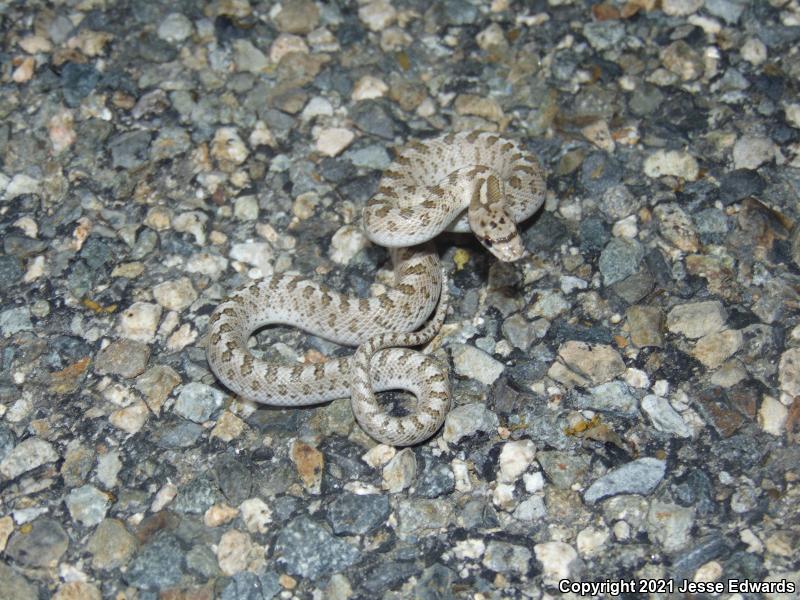 Glossy Snake (Arizona elegans)