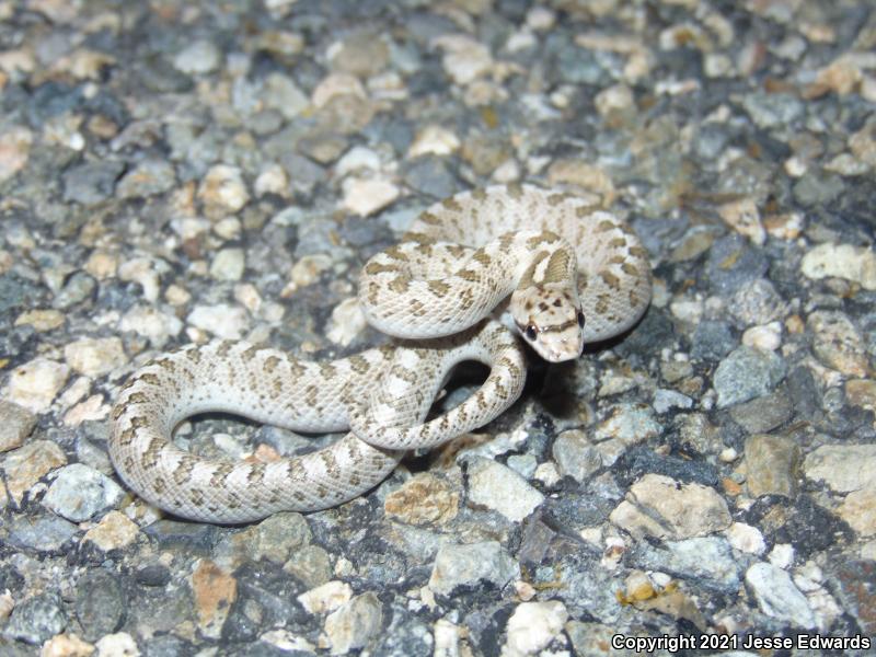 Glossy Snake (Arizona elegans)