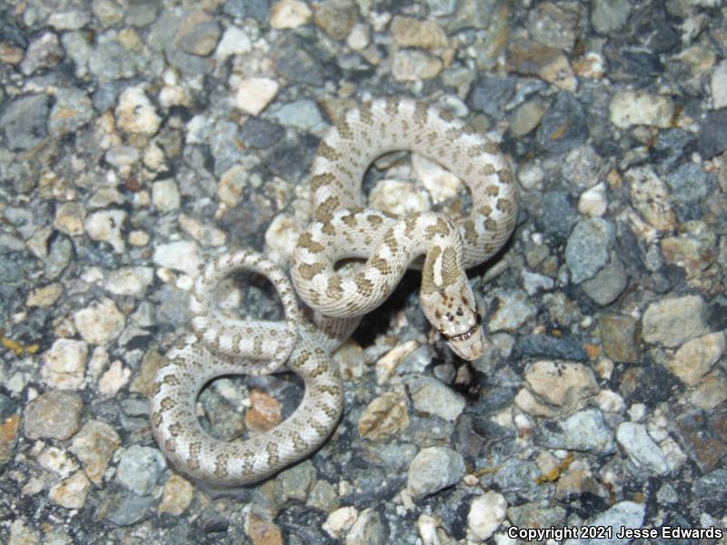 Glossy Snake (Arizona elegans)