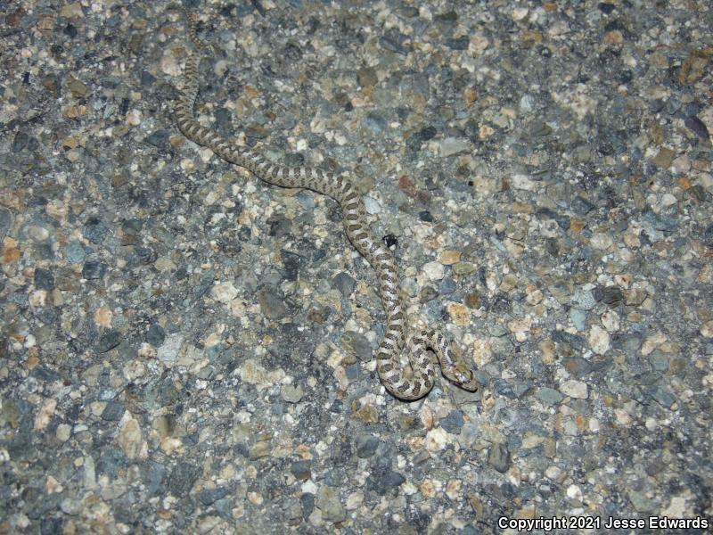 Glossy Snake (Arizona elegans)