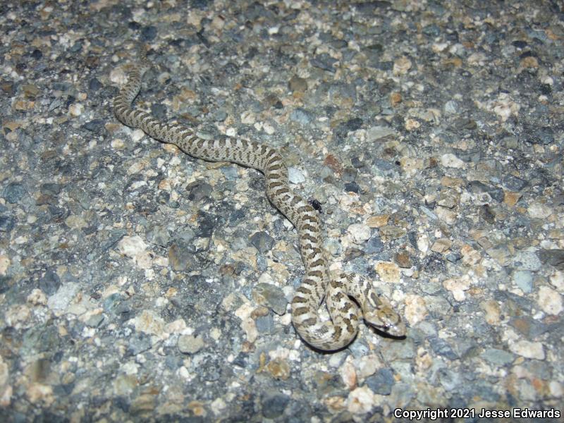 Glossy Snake (Arizona elegans)