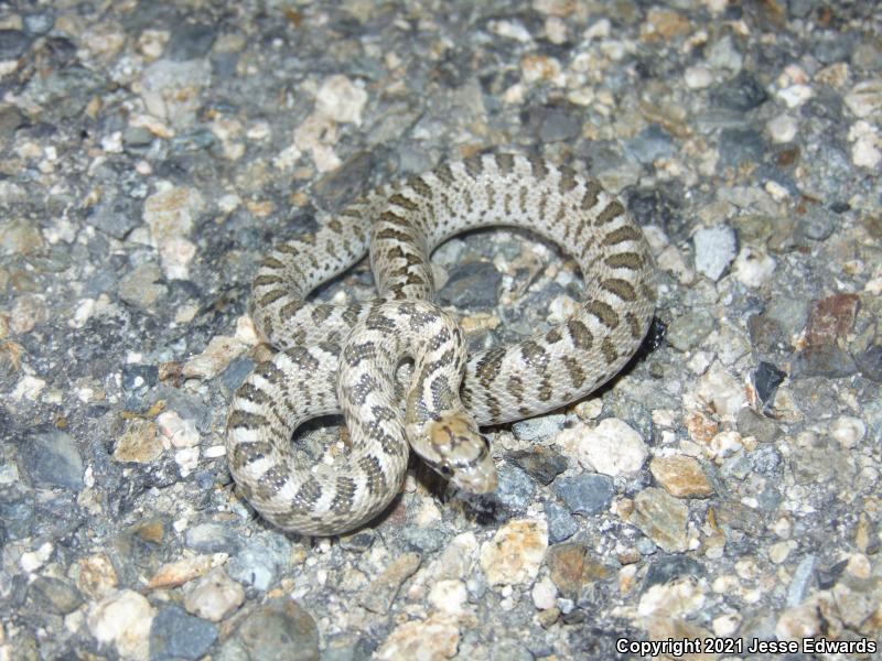 Glossy Snake (Arizona elegans)