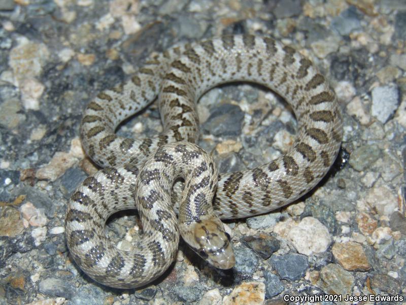 Glossy Snake (Arizona elegans)