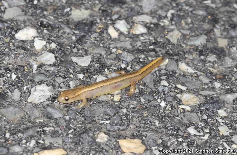 Northern Two-lined Salamander (Eurycea bislineata)