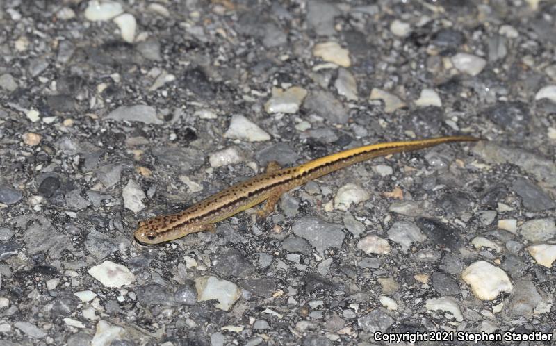 Northern Two-lined Salamander (Eurycea bislineata)