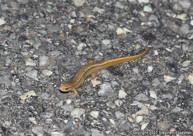 Northern Two-lined Salamander (Eurycea bislineata)