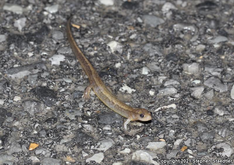 Northern Two-lined Salamander (Eurycea bislineata)