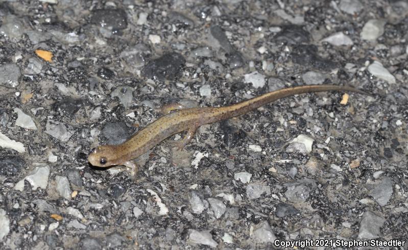 Northern Two-lined Salamander (Eurycea bislineata)