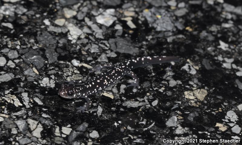 Northern Slimy Salamander (Plethodon glutinosus)