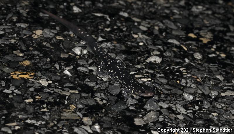 Northern Slimy Salamander (Plethodon glutinosus)