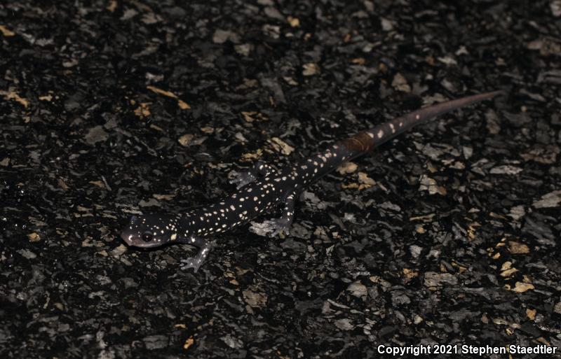 Northern Slimy Salamander (Plethodon glutinosus)