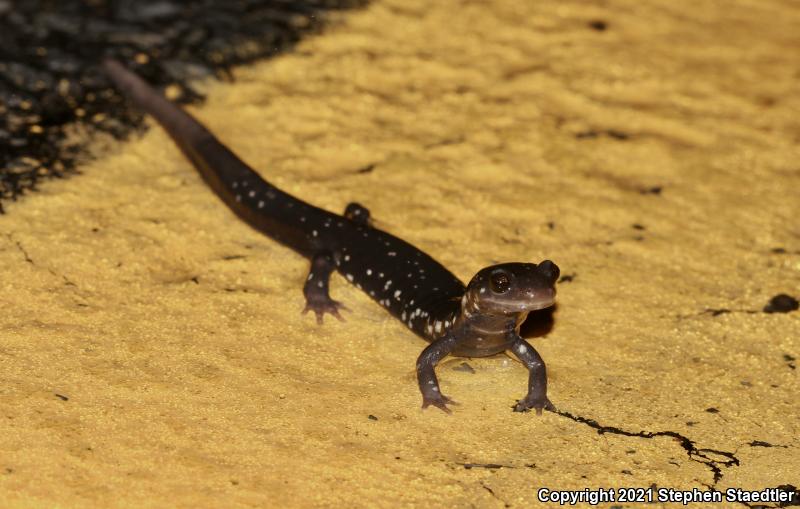 Northern Slimy Salamander (Plethodon glutinosus)