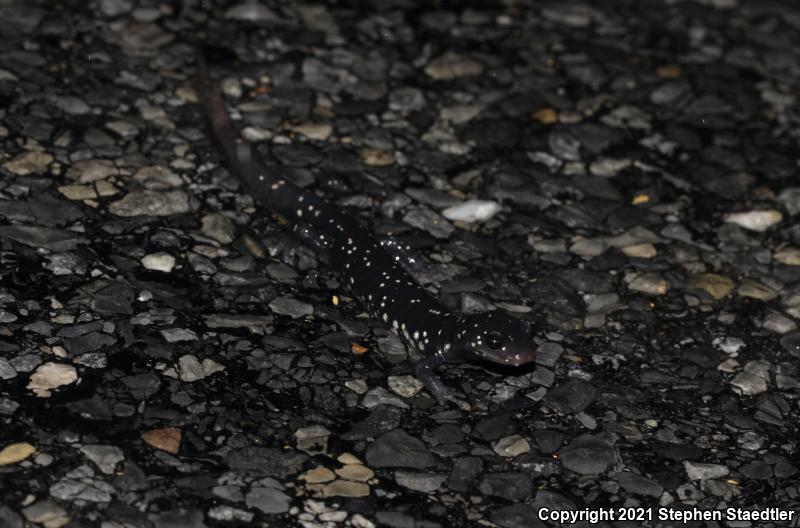 Northern Slimy Salamander (Plethodon glutinosus)