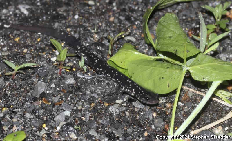 Northern Slimy Salamander (Plethodon glutinosus)