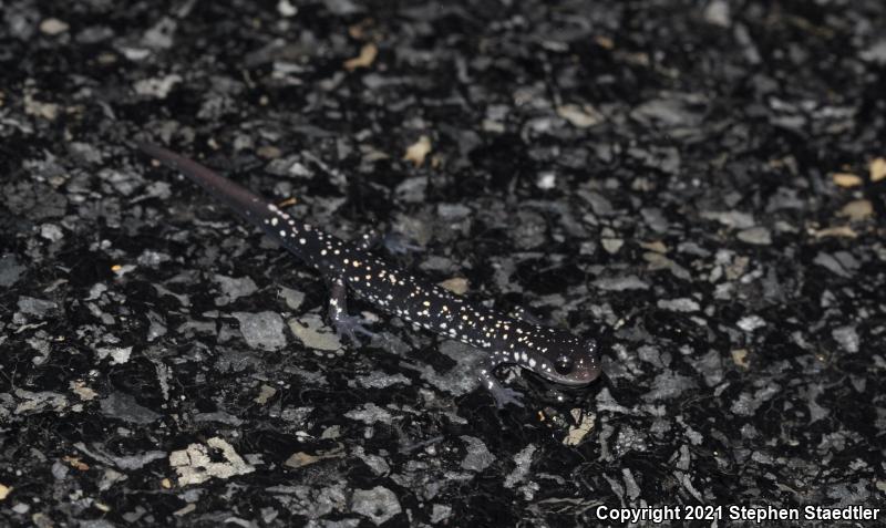 Northern Slimy Salamander (Plethodon glutinosus)