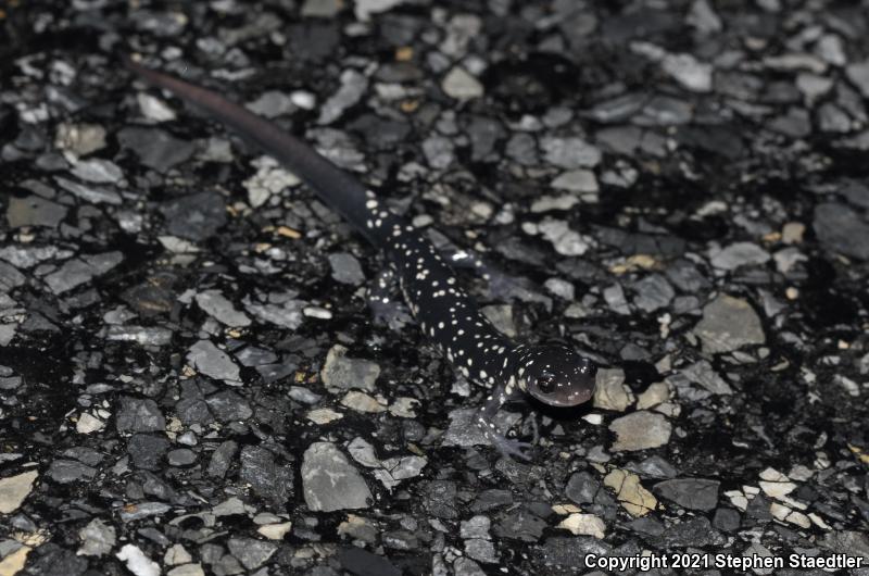 Northern Slimy Salamander (Plethodon glutinosus)