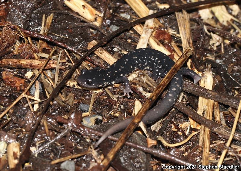 Northern Slimy Salamander (Plethodon glutinosus)