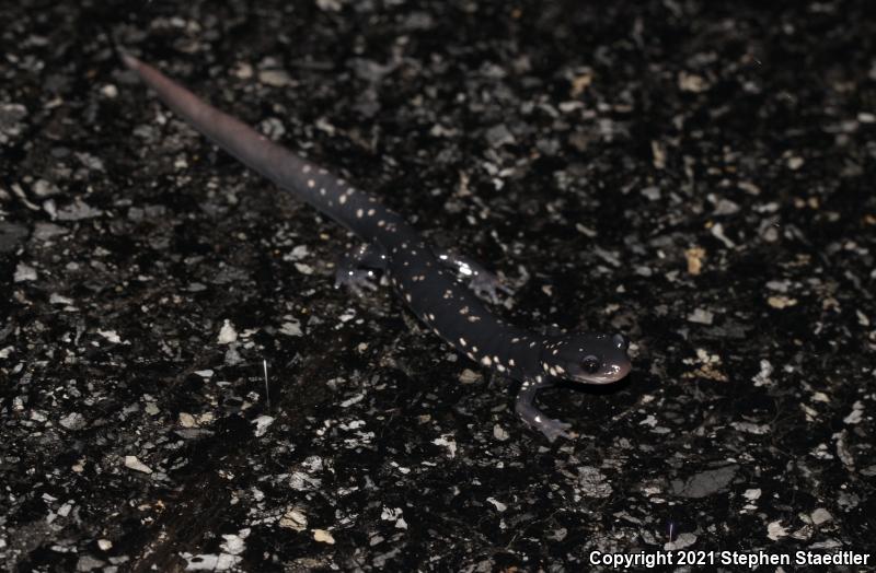 Northern Slimy Salamander (Plethodon glutinosus)