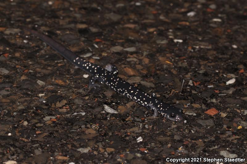 Northern Slimy Salamander (Plethodon glutinosus)