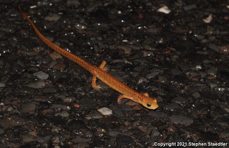 Long-tailed Salamander (Eurycea longicauda longicauda)