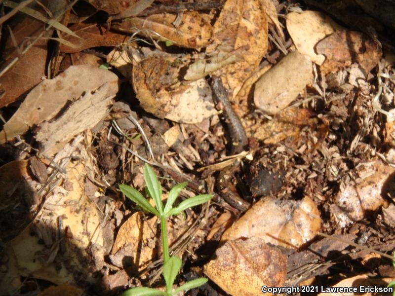 California Slender Salamander (Batrachoseps attenuatus)