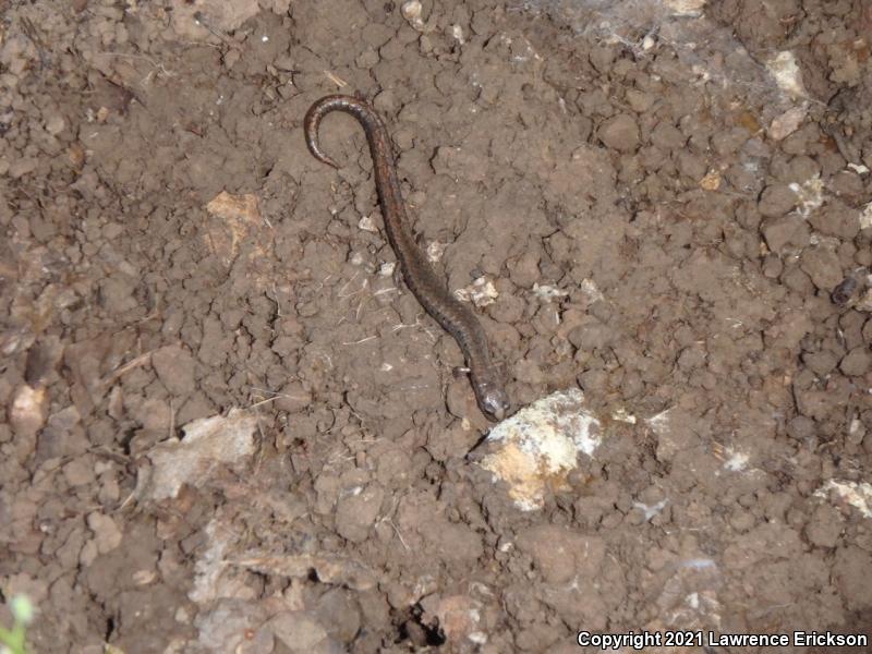 California Slender Salamander (Batrachoseps attenuatus)