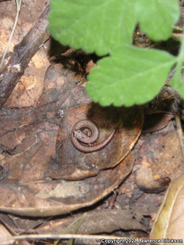 California Slender Salamander (Batrachoseps attenuatus)