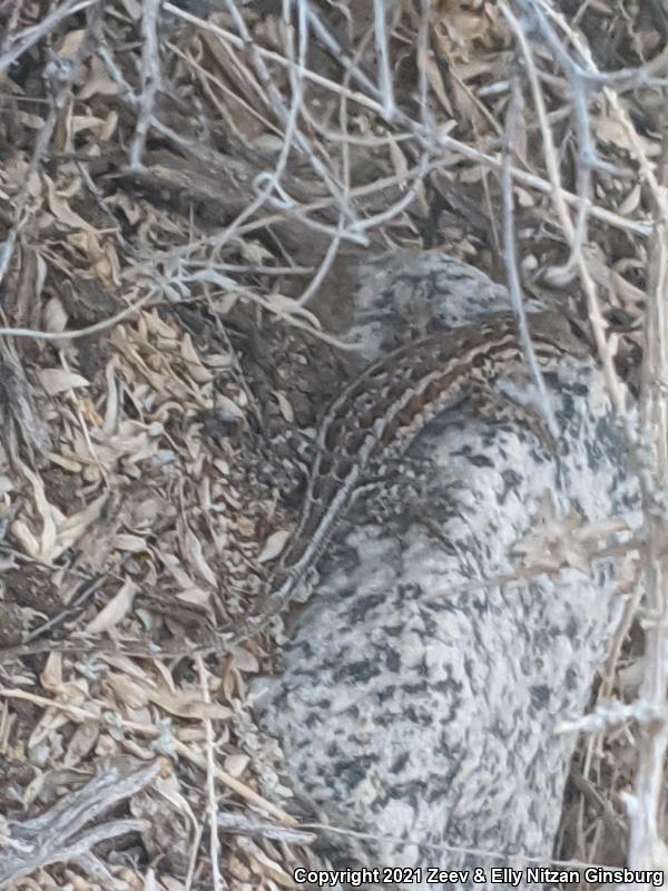 Western Side-blotched Lizard (Uta stansburiana elegans)