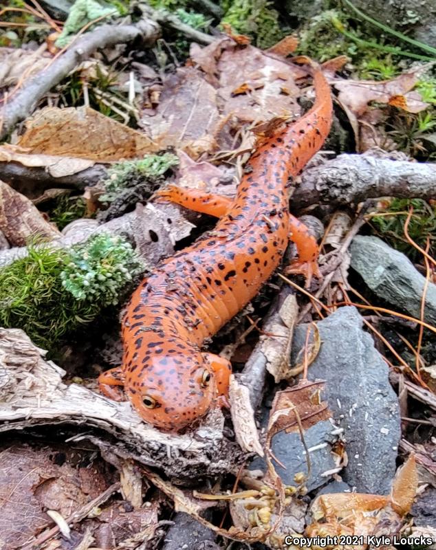 Northern Red Salamander (Pseudotriton ruber ruber)