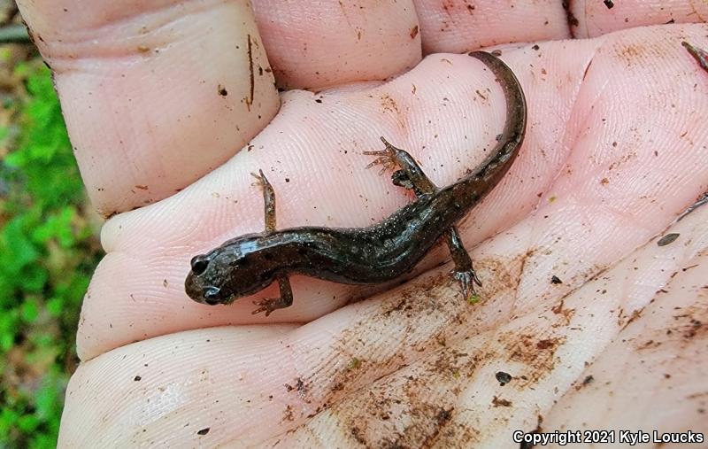 Northern Dusky Salamander (Desmognathus fuscus)