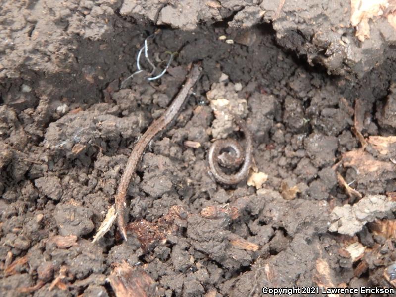 California Slender Salamander (Batrachoseps attenuatus)