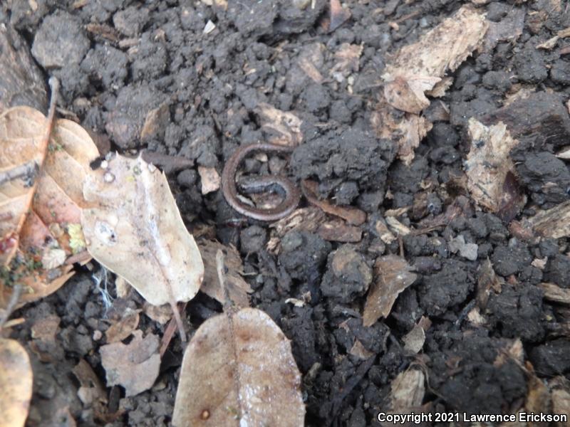 California Slender Salamander (Batrachoseps attenuatus)