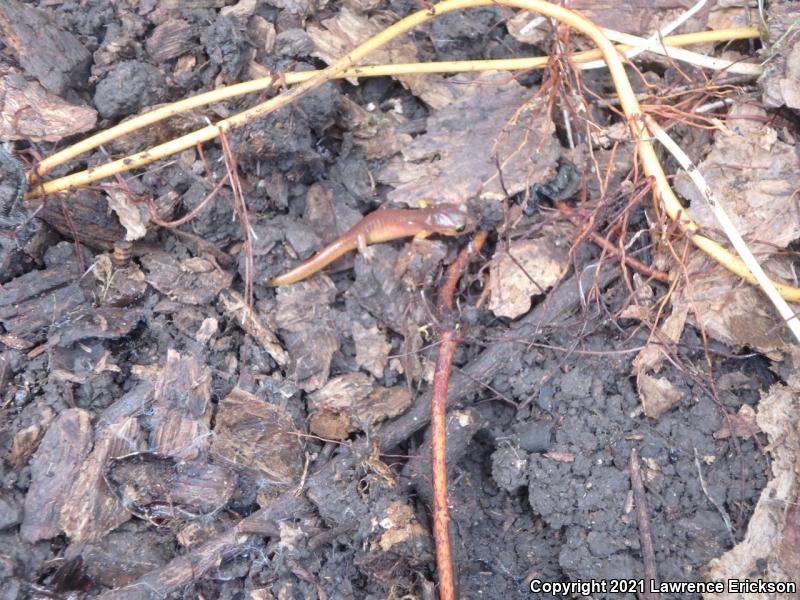 Yellow-eyed Ensatina (Ensatina eschscholtzii xanthoptica)