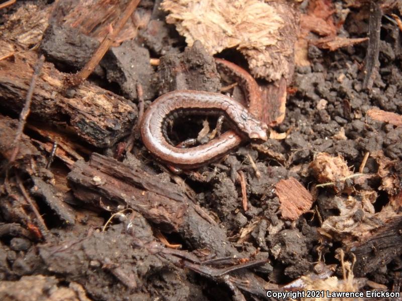 California Slender Salamander (Batrachoseps attenuatus)