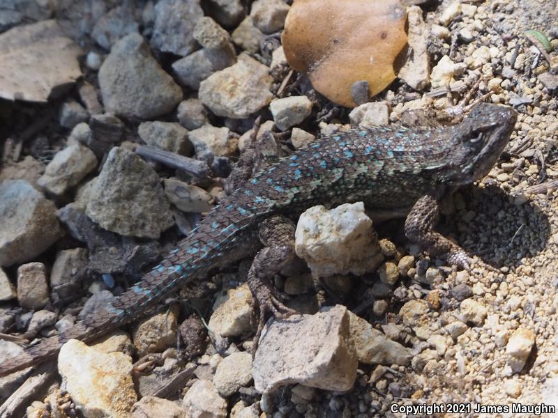 Coast Range Fence Lizard (Sceloporus occidentalis bocourtii)