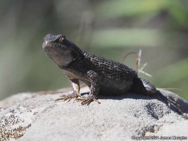 Coast Range Fence Lizard (Sceloporus occidentalis bocourtii)