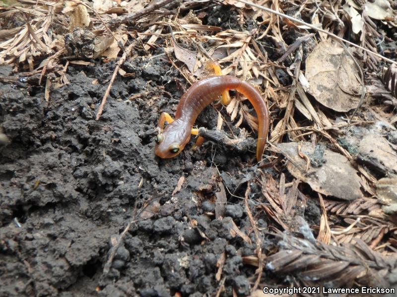 Yellow-eyed Ensatina (Ensatina eschscholtzii xanthoptica)