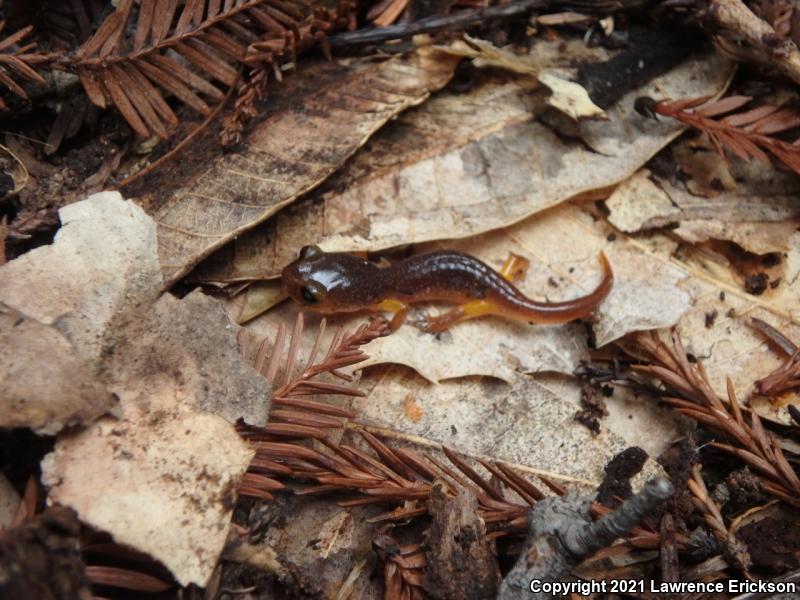 Yellow-eyed Ensatina (Ensatina eschscholtzii xanthoptica)