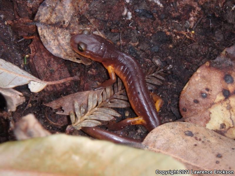 Yellow-eyed Ensatina (Ensatina eschscholtzii xanthoptica)