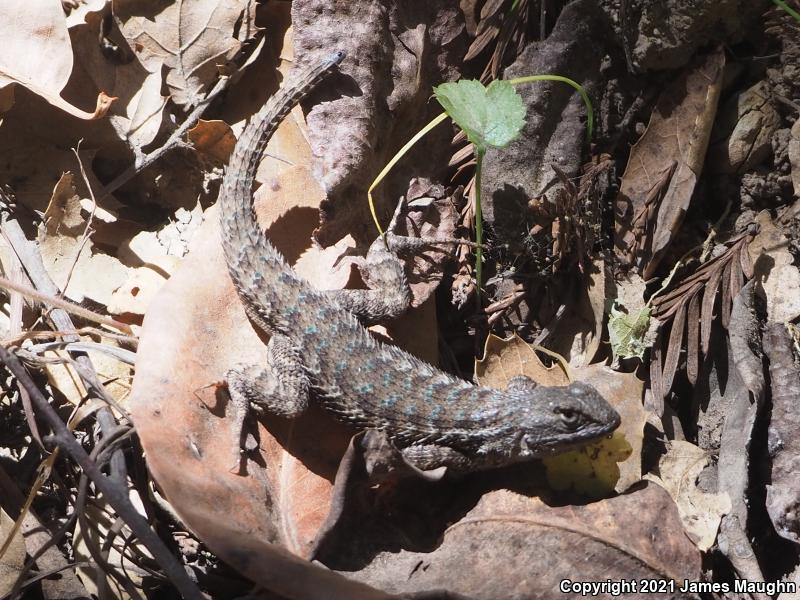 Coast Range Fence Lizard (Sceloporus occidentalis bocourtii)