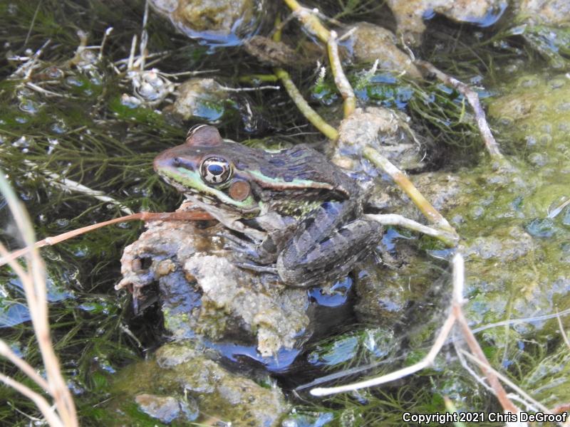 Rio Grande Leopard Frog (Lithobates berlandieri)