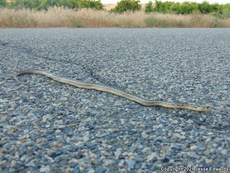 San Diego Gopher Snake (Pituophis catenifer annectens)
