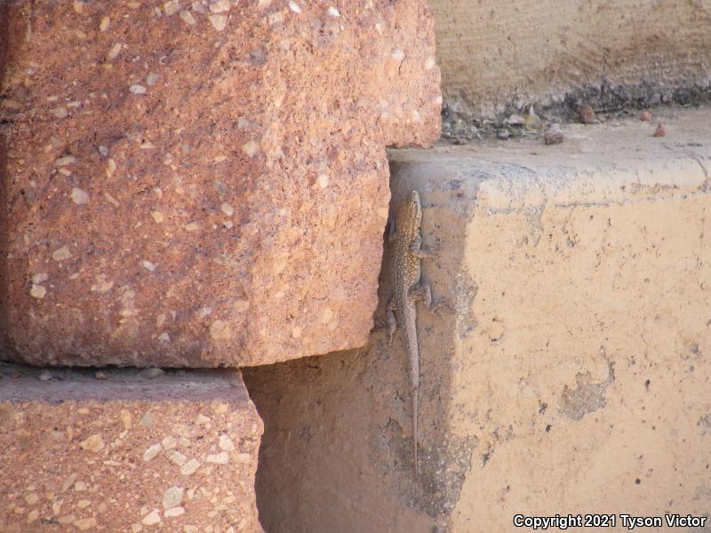 Western Side-blotched Lizard (Uta stansburiana elegans)