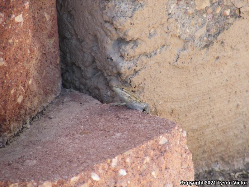 Western Side-blotched Lizard (Uta stansburiana elegans)