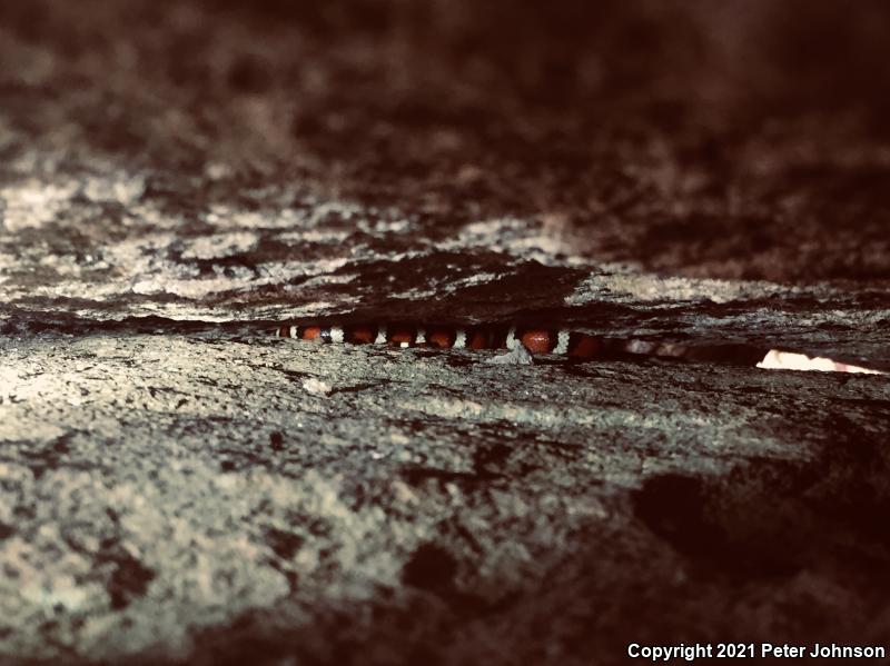 Sierra Mountain Kingsnake (Lampropeltis zonata multicincta)