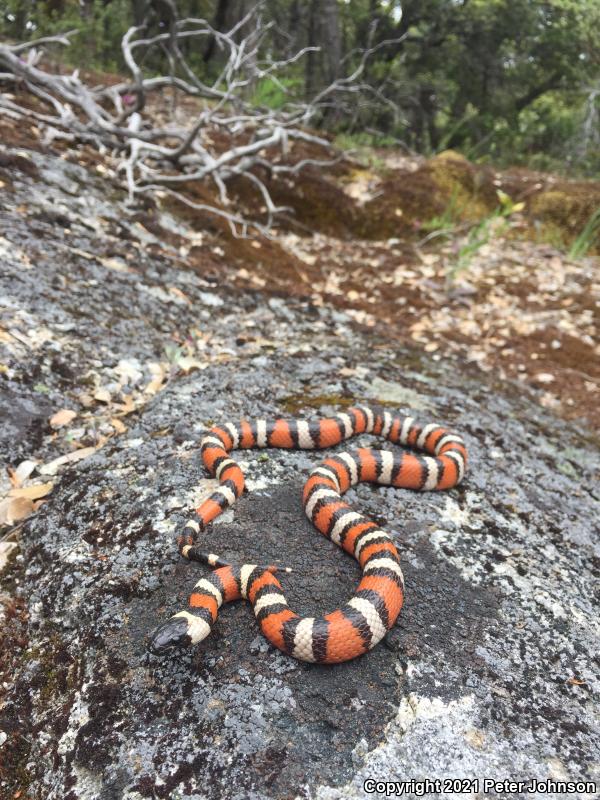 Sierra Mountain Kingsnake (Lampropeltis zonata multicincta)