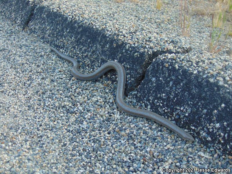 Coastal Rosy Boa (Lichanura trivirgata roseofusca)