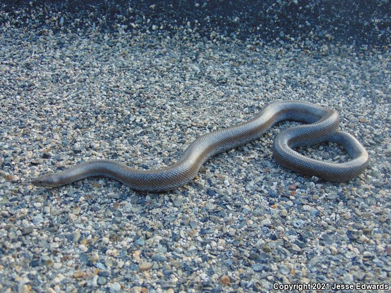 Coastal Rosy Boa (Lichanura trivirgata roseofusca)